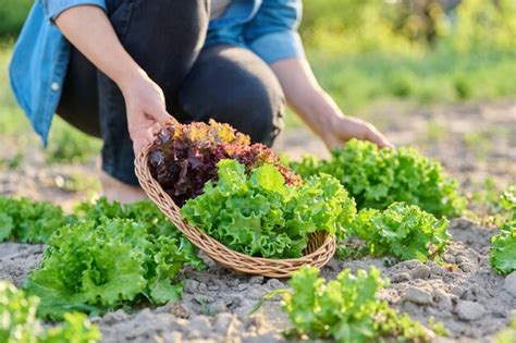 Wie Man Salatblätter Anbaut Und Ernten Kann